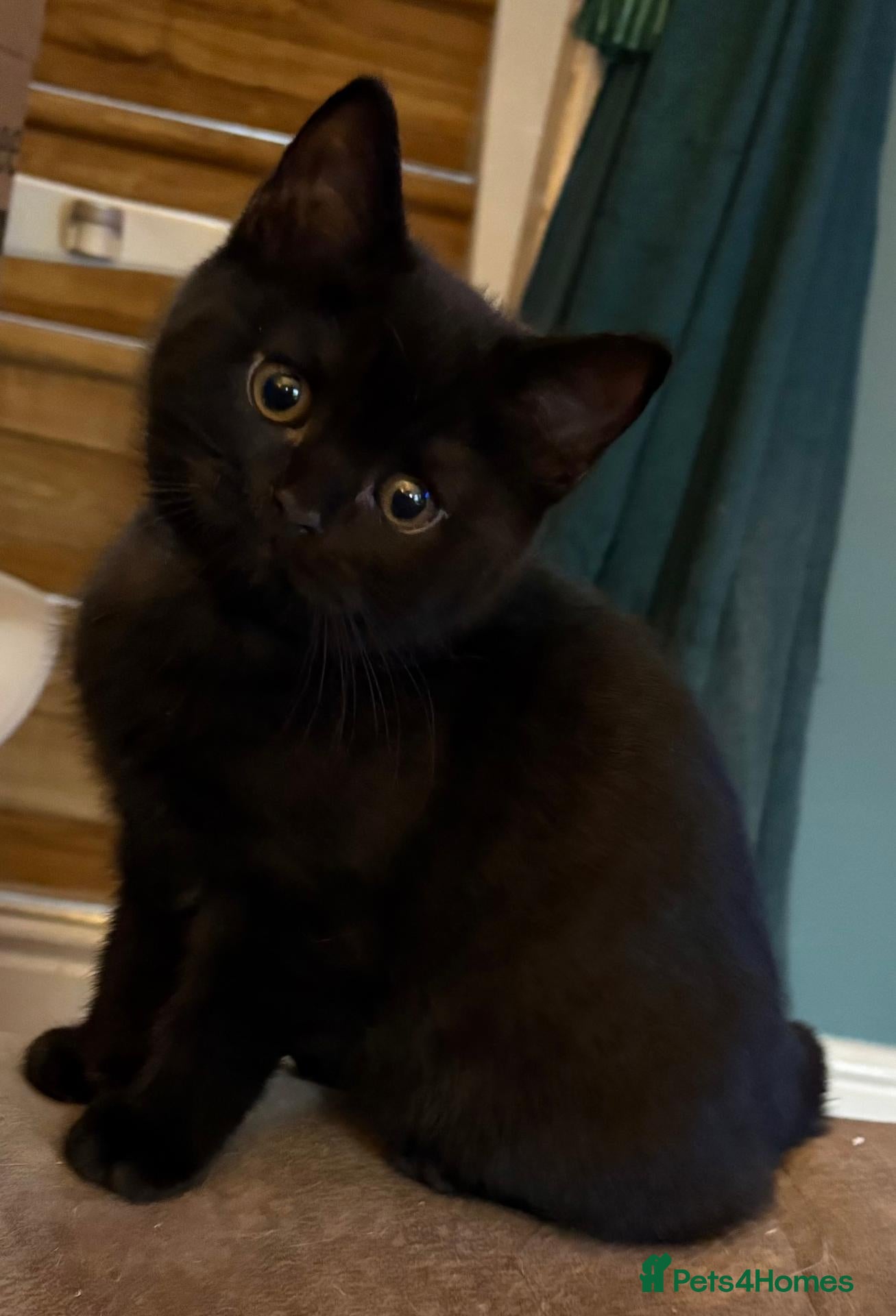 British Shorthair cats Two beautiful BSH Kittens available early October - Advert 2