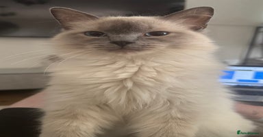 Ragdoll cats - Advert 11
