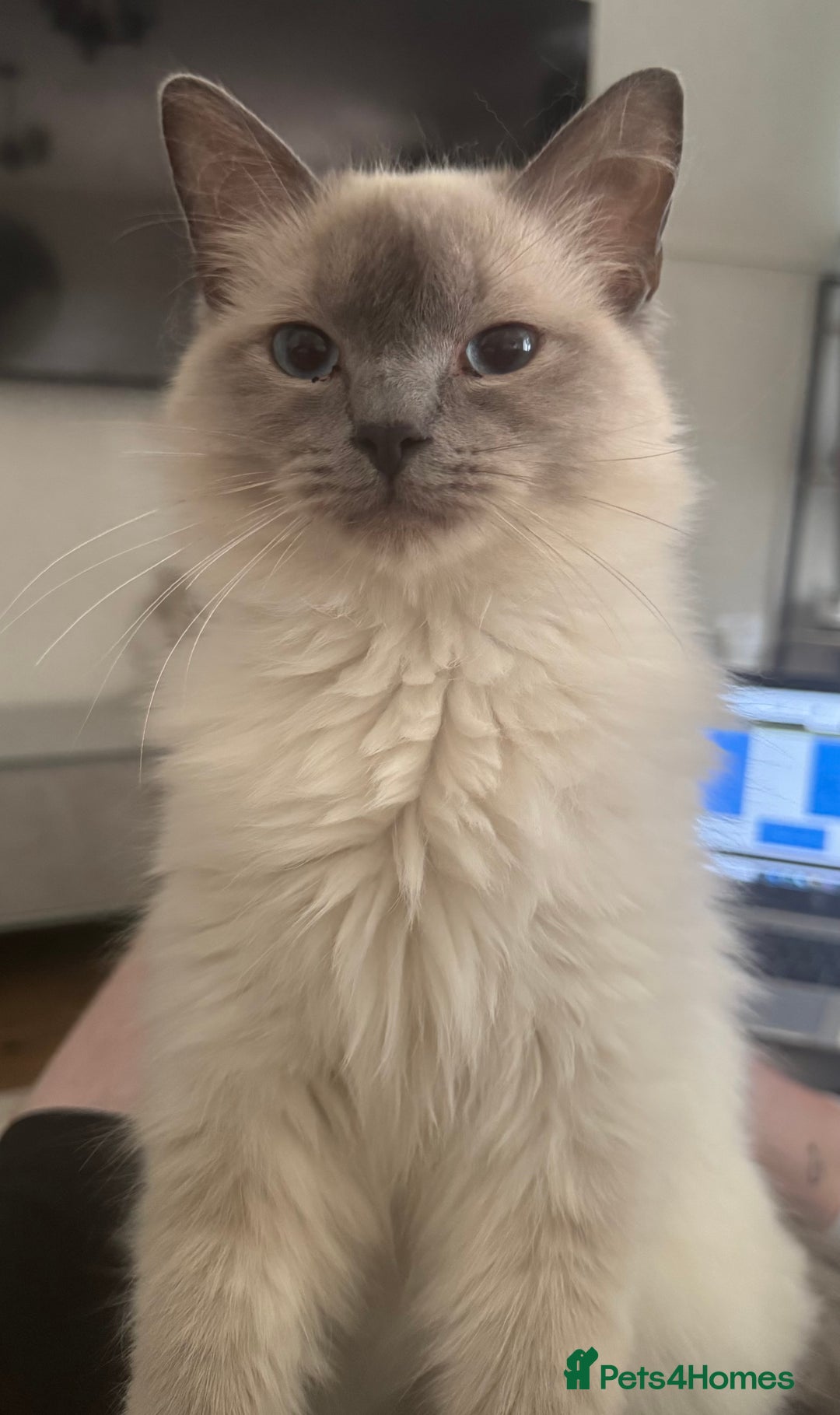 Ragdoll cats for sale: 11 Month Male Ragdoll (Intact) - Image 2