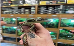 Monitor reptiles for sale: Baby Argus monitor  - Image 3