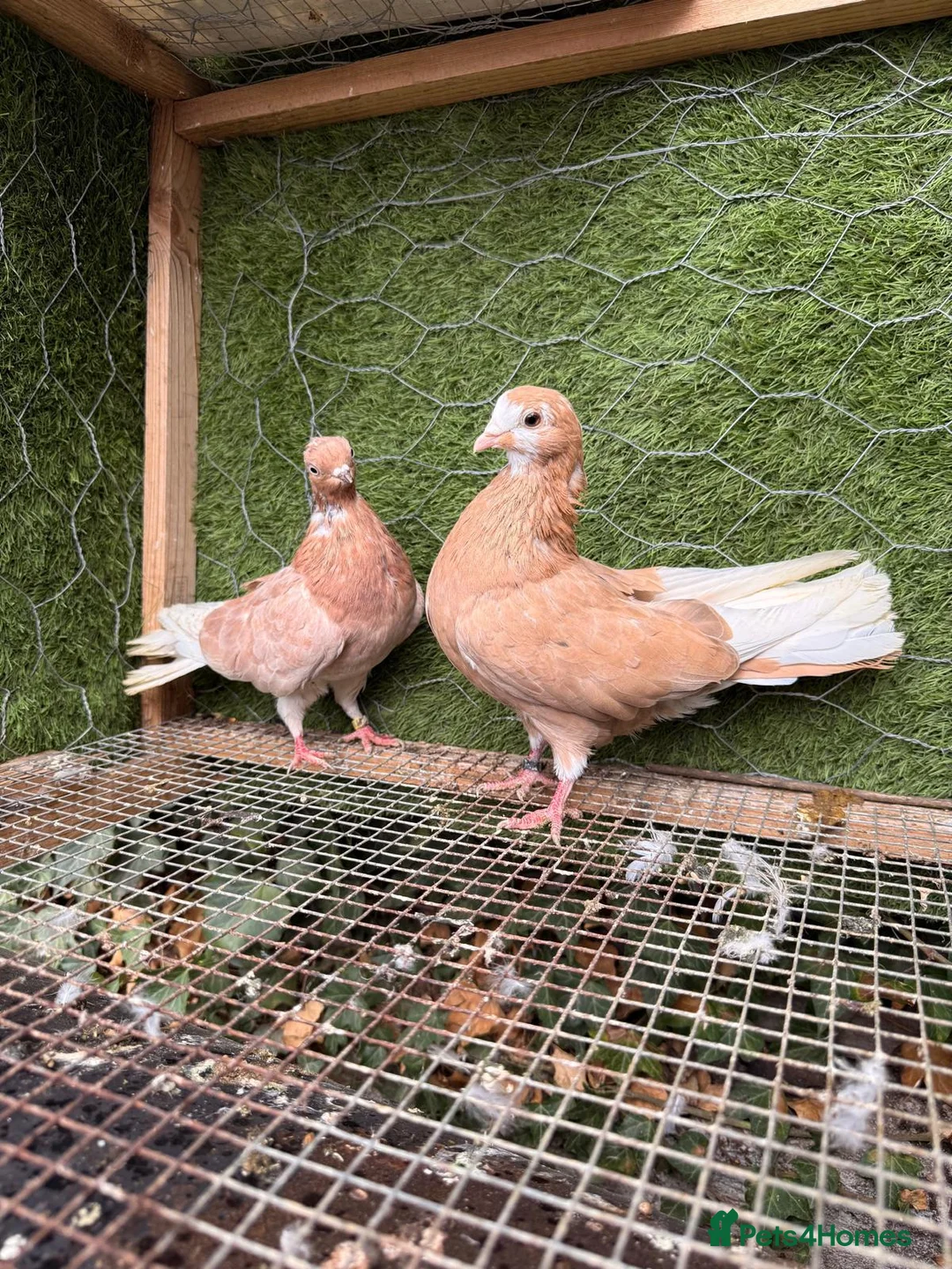 Pigeons birds for sale: 20 Mix  pigeon for sale - Advert 1