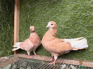 Pigeons birds 20 Mix pigeon for sale - Advert 6