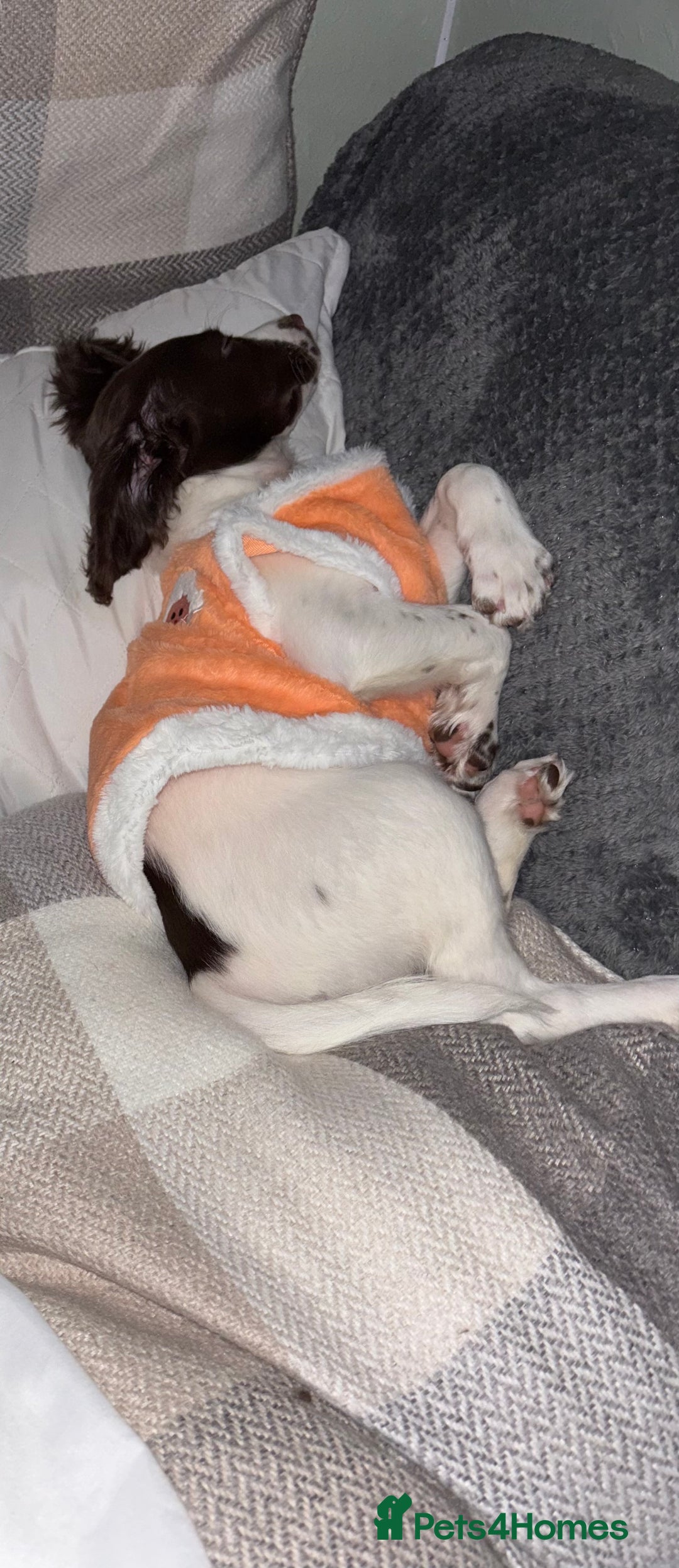 English Springer Spaniel dogs for sale: 4 month old female springer spaniel  - Advert 1