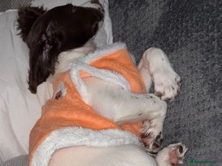 English Springer Spaniel dogs 4 month old female springer spaniel - Advert 17