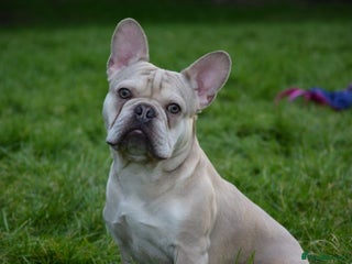French Bulldog dogs in King's Lynn - Advert 27