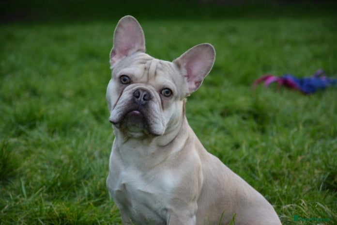 French Bulldog dogs in King's Lynn - Advert 1