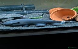 Sharks fish for sale: Black ghost knife - Image 3