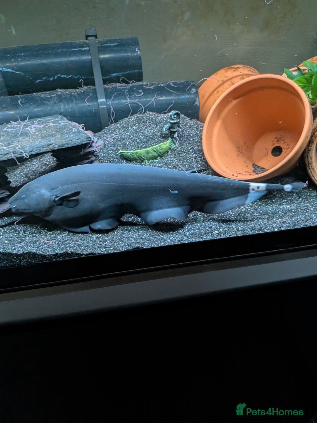 Sharks fish for sale: Black ghost knife - Image 3
