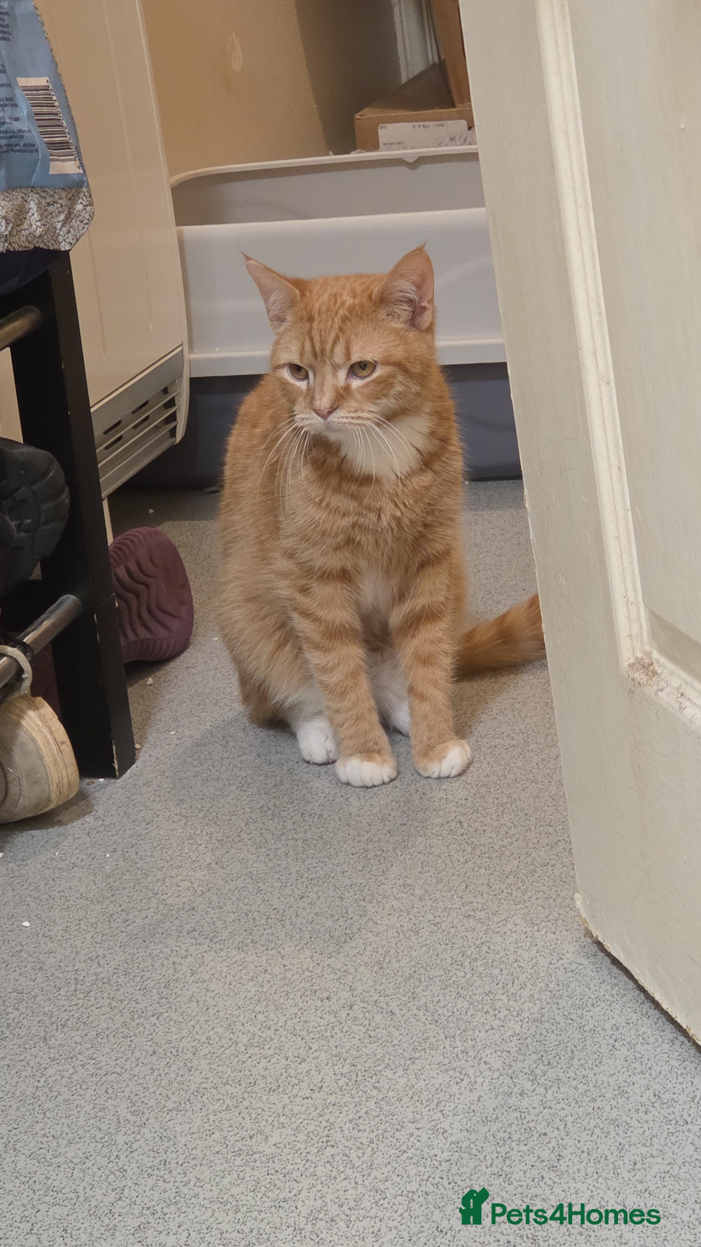 British Shorthair cats Selling my kitten - Advert 1