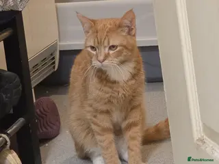 British Shorthair cats Selling my kitten - Advert 1