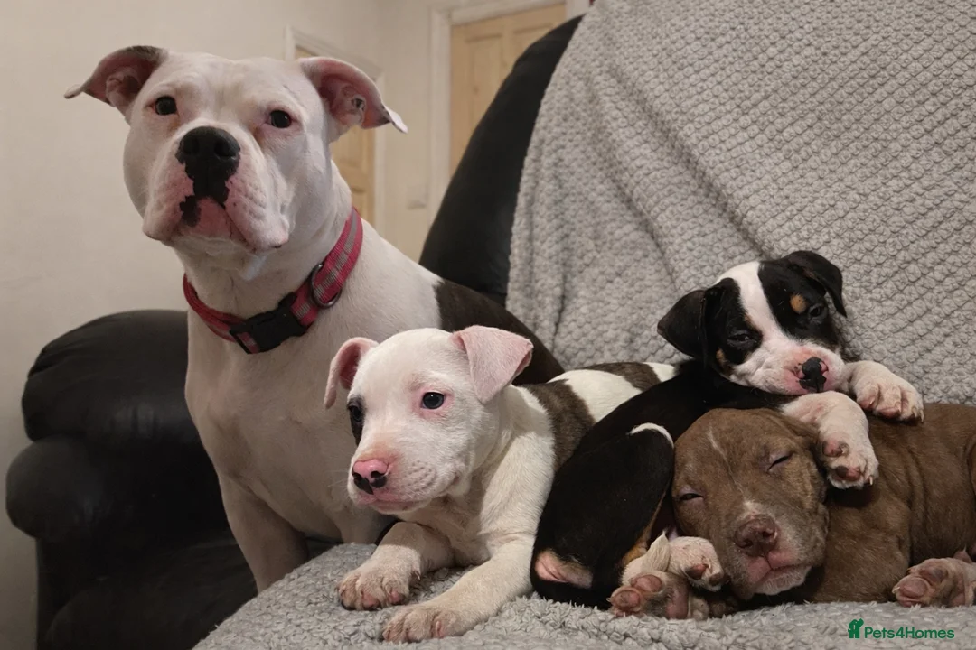 Mixed Breed dogs for sale: Bullmastiff cross Staffie pups  - Advert 2