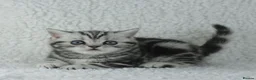 British Shorthair cats for sale: Stunning Classic Silver British shorthair kittens - Advert 3