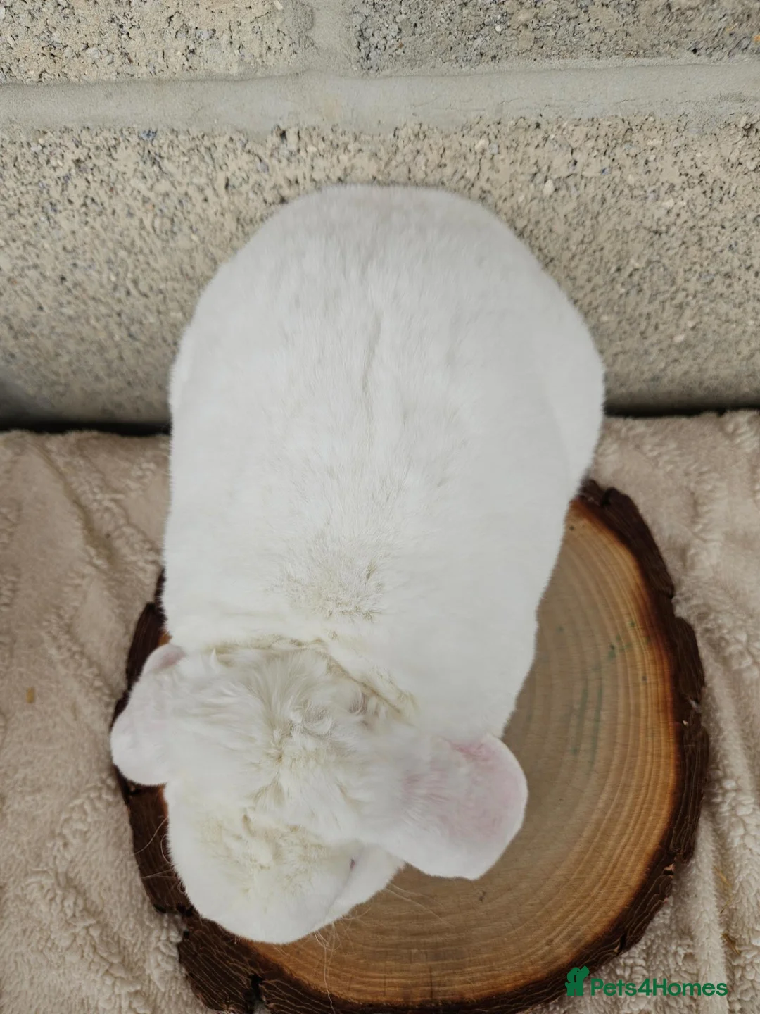 Mini Lop rabbits for sale: BLACK MINI LOP & MINI PLUSH LOP BLUE EYED WHITE  in Colchester - Advert 11