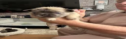 French Bulldog dogs for sale: Fluffy French bulldog puppies  - Advert 7