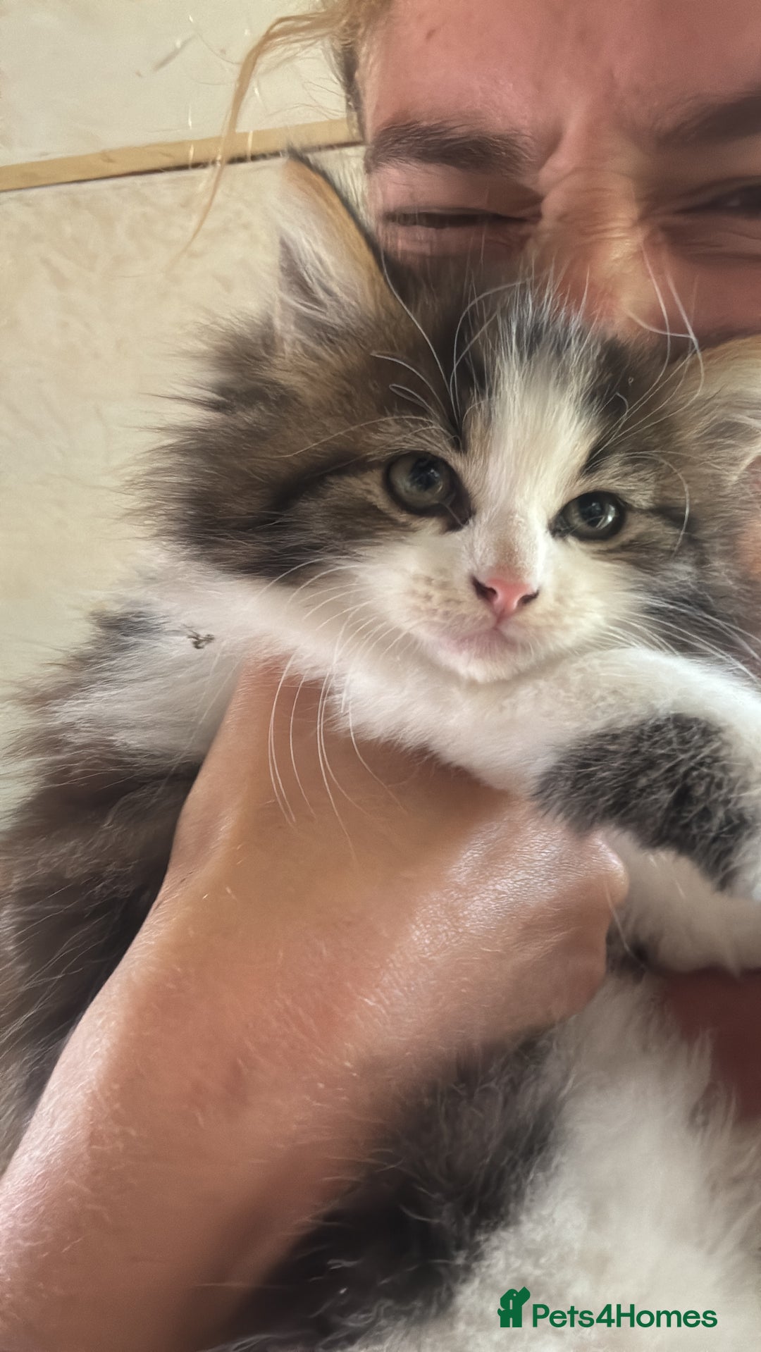 Maine Coon cats for sale: Angora x main coon kittens - Image 2