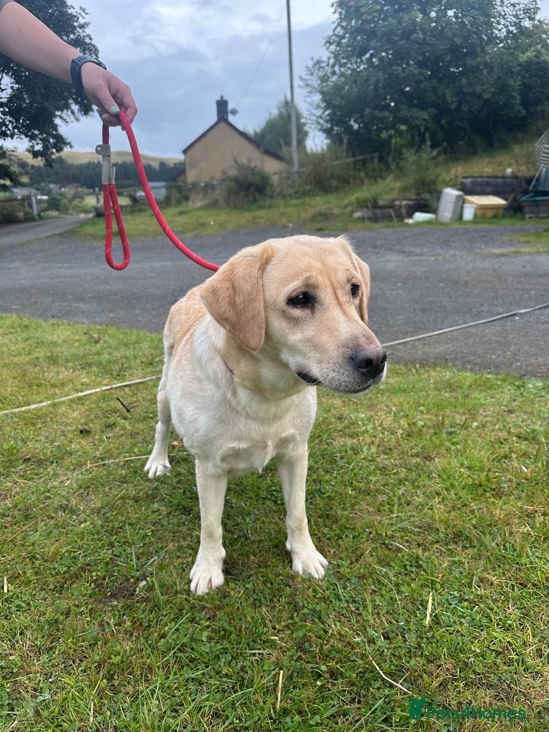 Labrador Retriever dogs for sale: Labradors  - Image 11