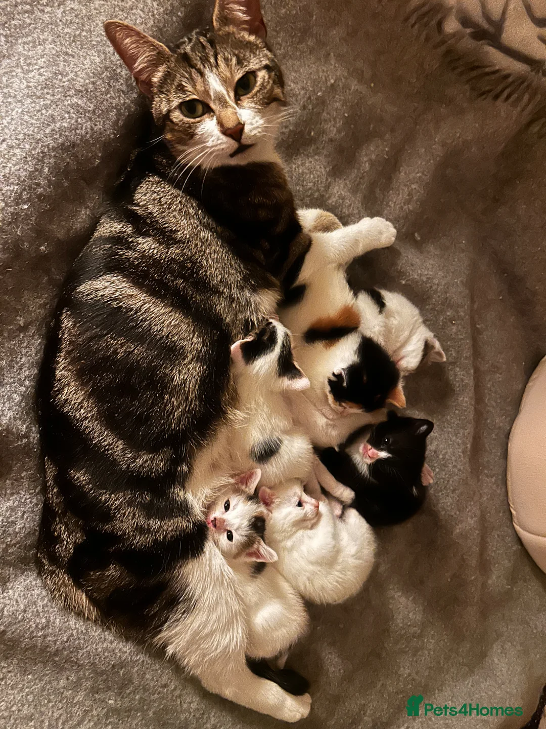 British Shorthair cats for sale: Friendly kittens looking for a good home  - Advert 1