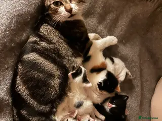 British Shorthair cats Friendly kittens looking for a good home - Advert 4