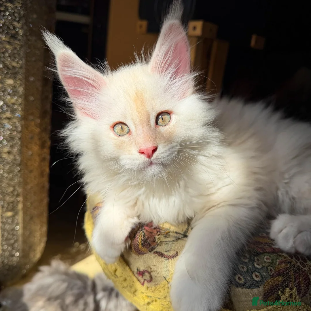 Maine Coon cats for sale: Maine Coon kittens, pure bred, TICA registered - Advert 1
