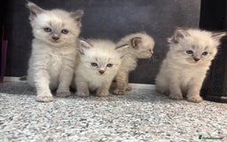 Ragdoll cats for sale: Ragdoll kittens  - Image 5