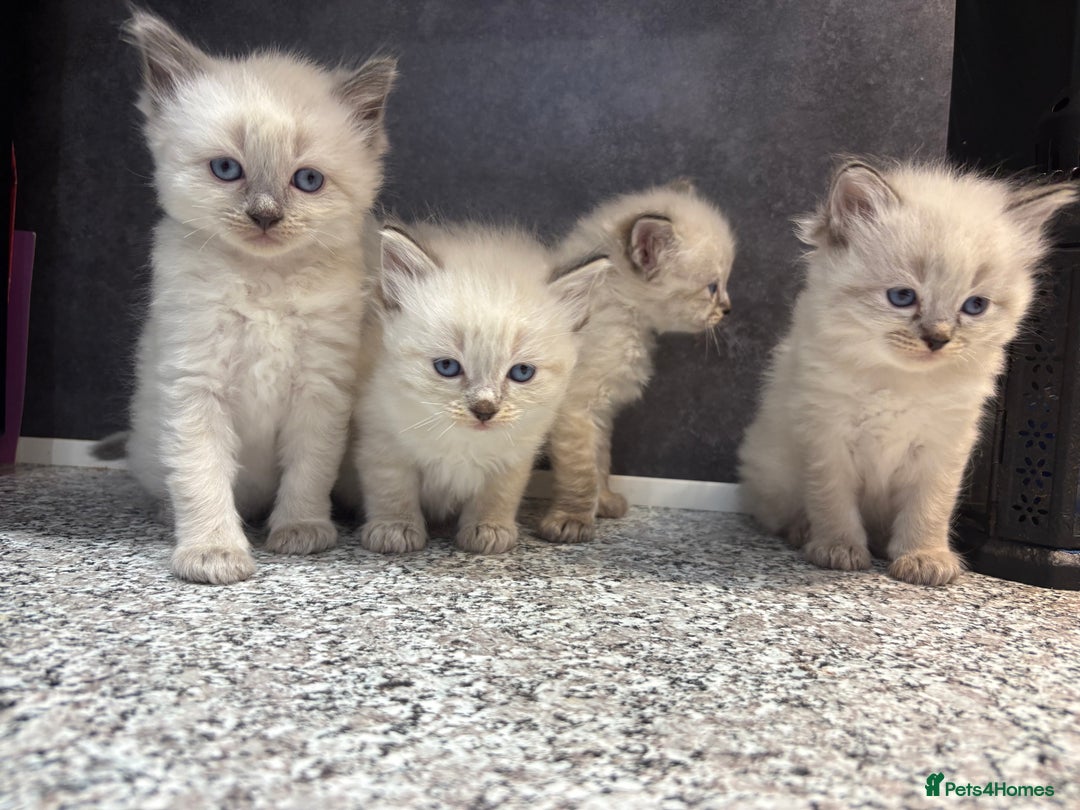 Ragdoll cats for sale: Ragdoll kittens  - Image 5
