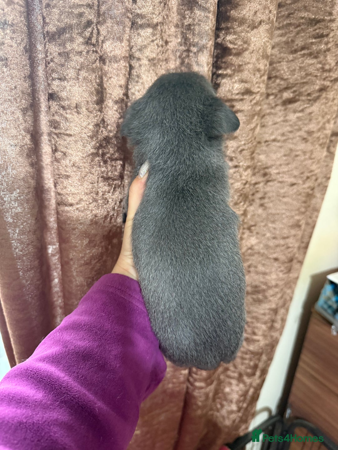 Chihuahua dogs for sale: Chihuahua pups - Advert 29