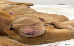 Golden Retriever dogs for sale: Litter of 8 (2 males & 2 females available) - Image 15