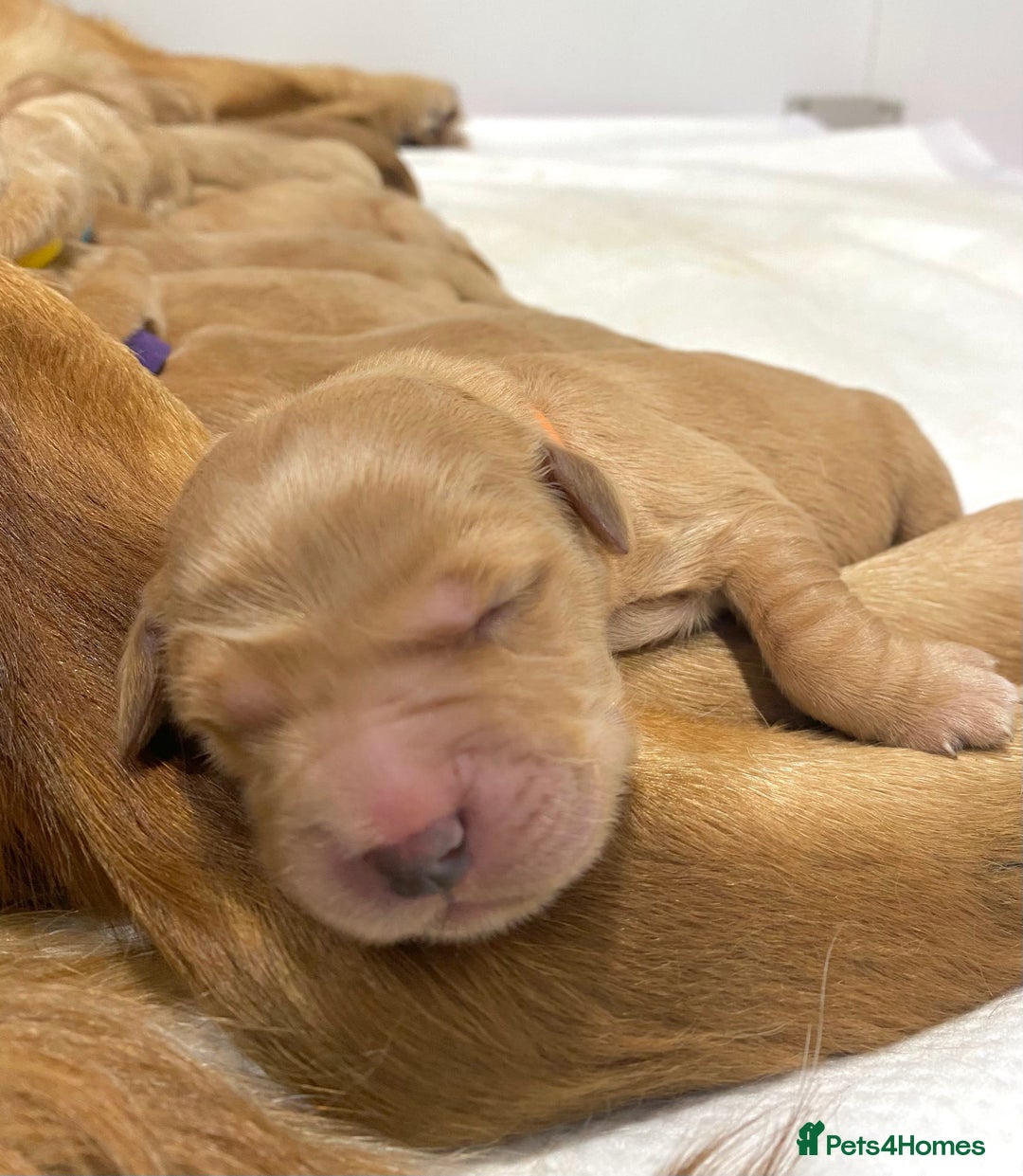 Golden Retriever dogs for sale: Litter of 8 (2 males & 2 females available) - Image 15