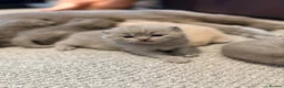 British Shorthair cats for stud: Cat for stunning - Advert 9