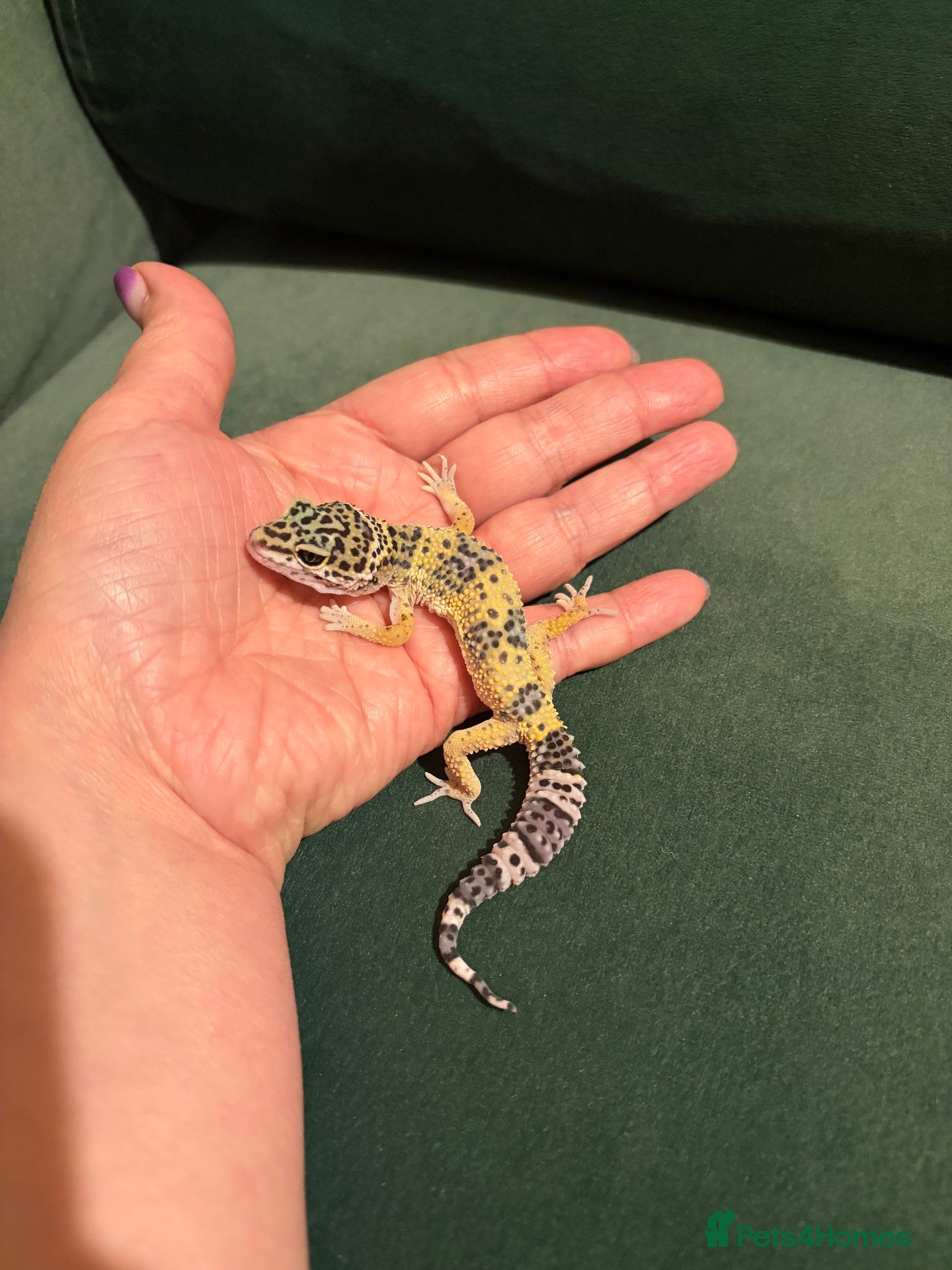Leopard Gecko reptiles for sale: Leopard gecko babies - Advert 2