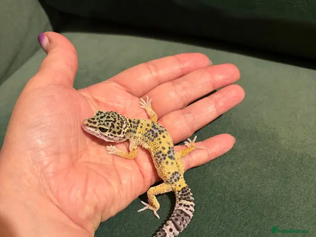 Leopard Gecko reptiles for sale: Leopard gecko babies - Advert 2