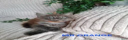 Maine Coon cats for sale: 3 Beautiful Maine coons  - Advert 24