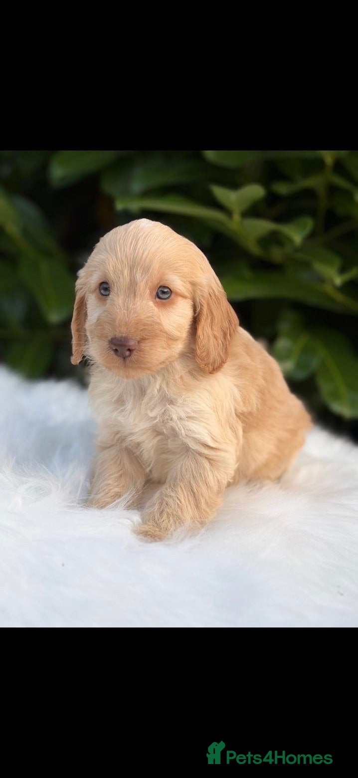 Cockapoo dogs Cockapoo males and females  - Advert 3