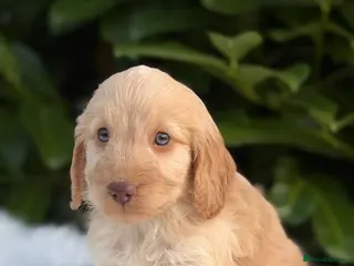 Cockapoo dogs Cockapoo males and females - Advert 3