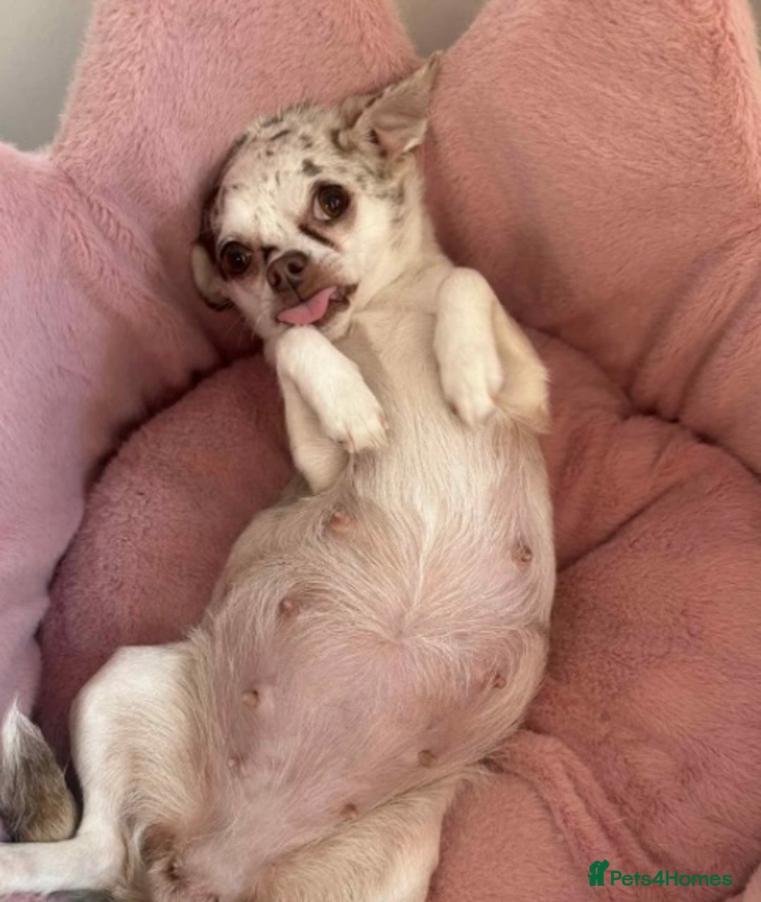Chihuahua dogs for sale: 🐶 xxs Stunning pure chihuahua pups 🐶 - Image 10