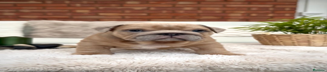 English Bulldog Puppy 7