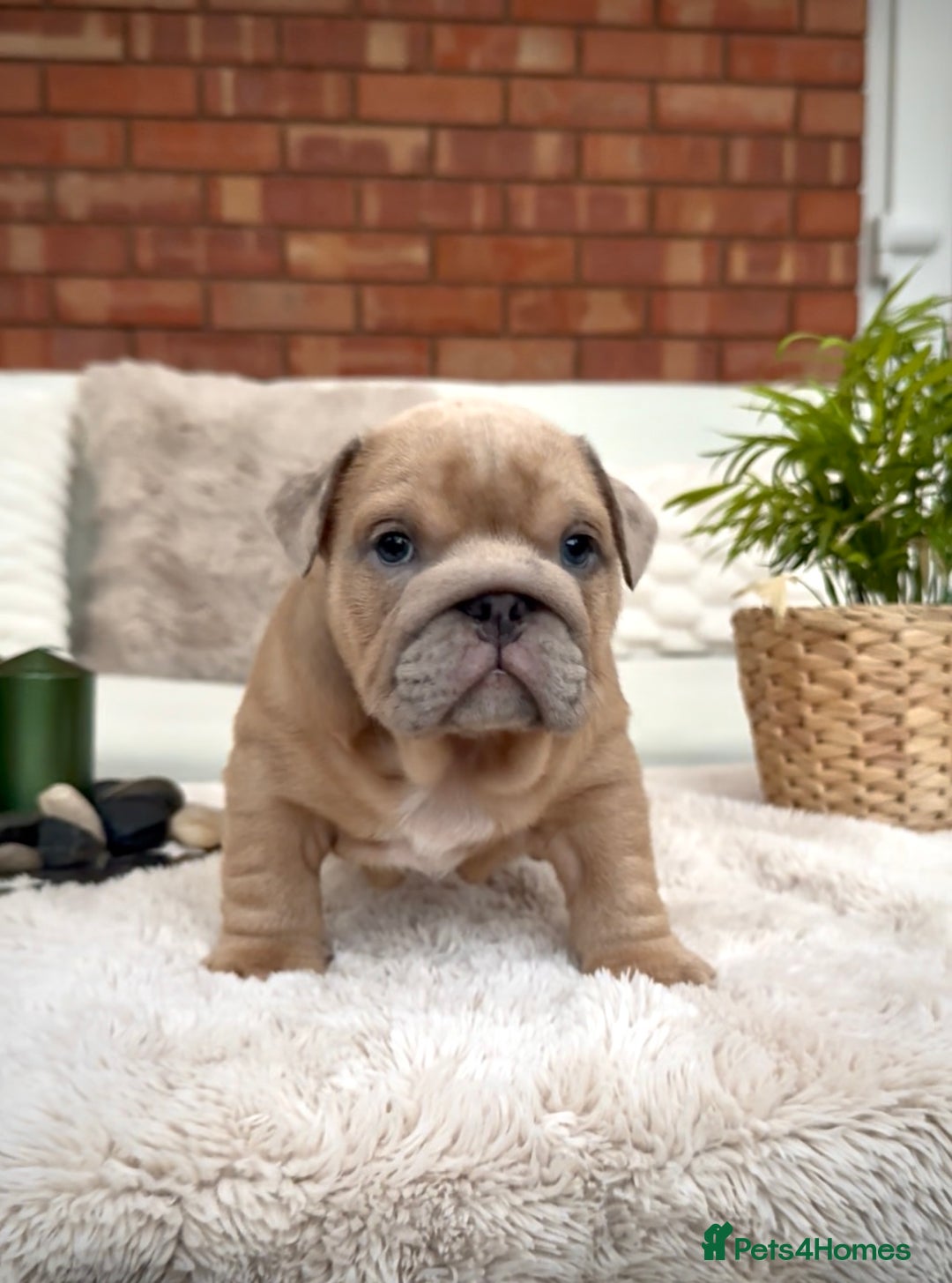English Bulldog dogs for sale: Stunning litter of coloured Bulldogs home reared - Advert 35