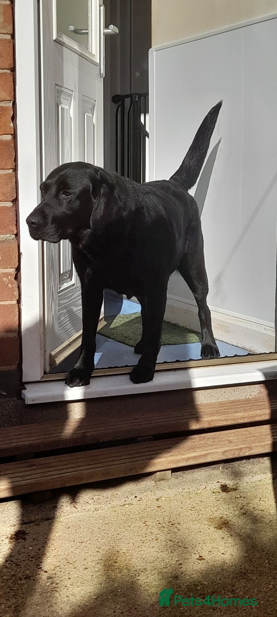 Labrador Retriever dogs Beautiful litter of labradors - Advert 2