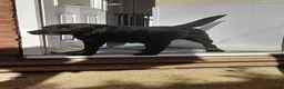Labrador Retriever dogs for sale: READY TO LEAVE NOW kc labradors drakes head lines - Advert 5