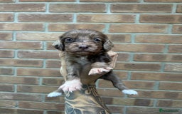 Cocker Spaniel dogs for sale: KC REGISTERED COCKER SPANIELS - Image 6