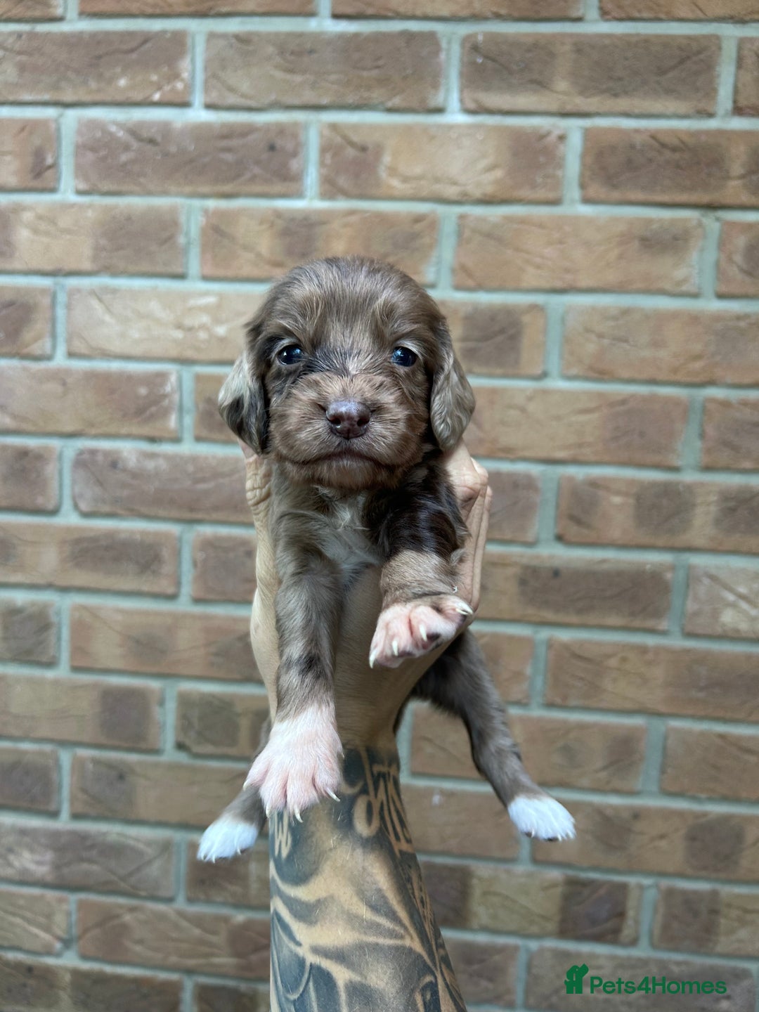 Cocker Spaniel dogs for sale: KC REGISTERED COCKER SPANIELS - Image 6