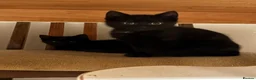 Mixed Breed cats for sale:     3 Beautiful Kittens Ready for Their New Homes - Advert 1