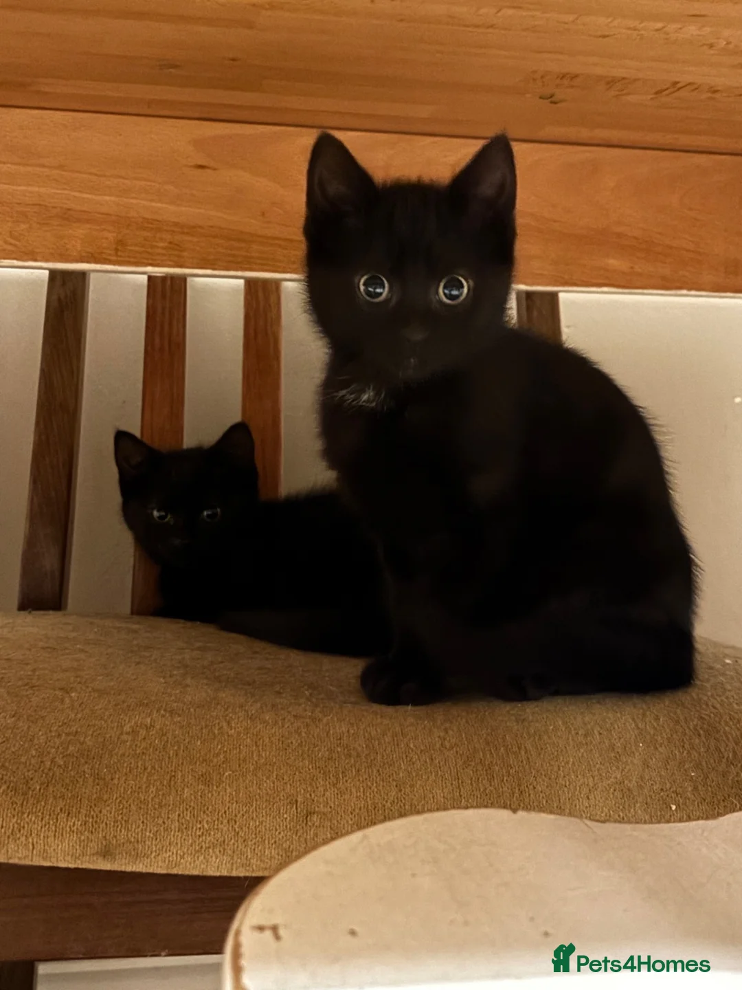 Mixed Breed cats for sale:     3 Beautiful Kittens Ready for Their New Homes - Advert 1