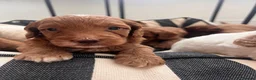 Australian Labradoodle dogs for sale: Absolutely outstanding Australian Labradoodle 🐾 - Advert 12