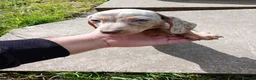 Miniature Dachshund dogs for sale: Beautiful Liter of Miniature Dachshund Puppies - Advert 18