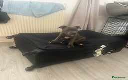Staffordshire Bull Terrier dogs for sale: Blue staffie girl - Image 6
