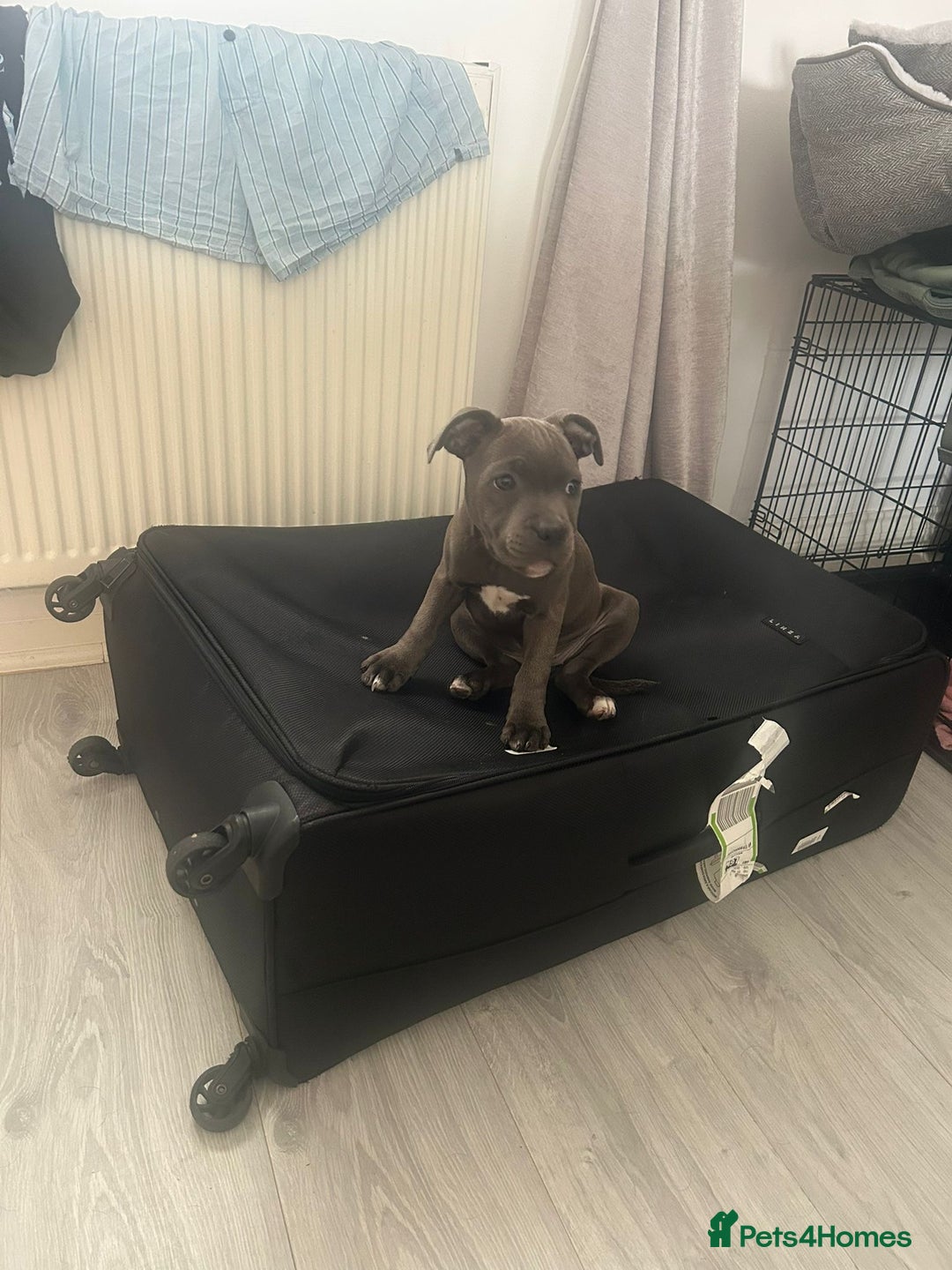 Staffordshire Bull Terrier dogs for sale: Blue staffie girl - Image 6