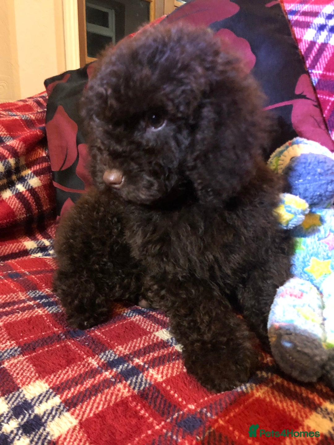 Cockapoo dogs for sale: Cockapoo puppies for sale  - Advert 19