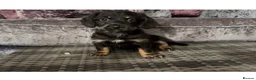 Doxiepoo dogs for sale: Doxiepoo puppies (minature) - Advert 11