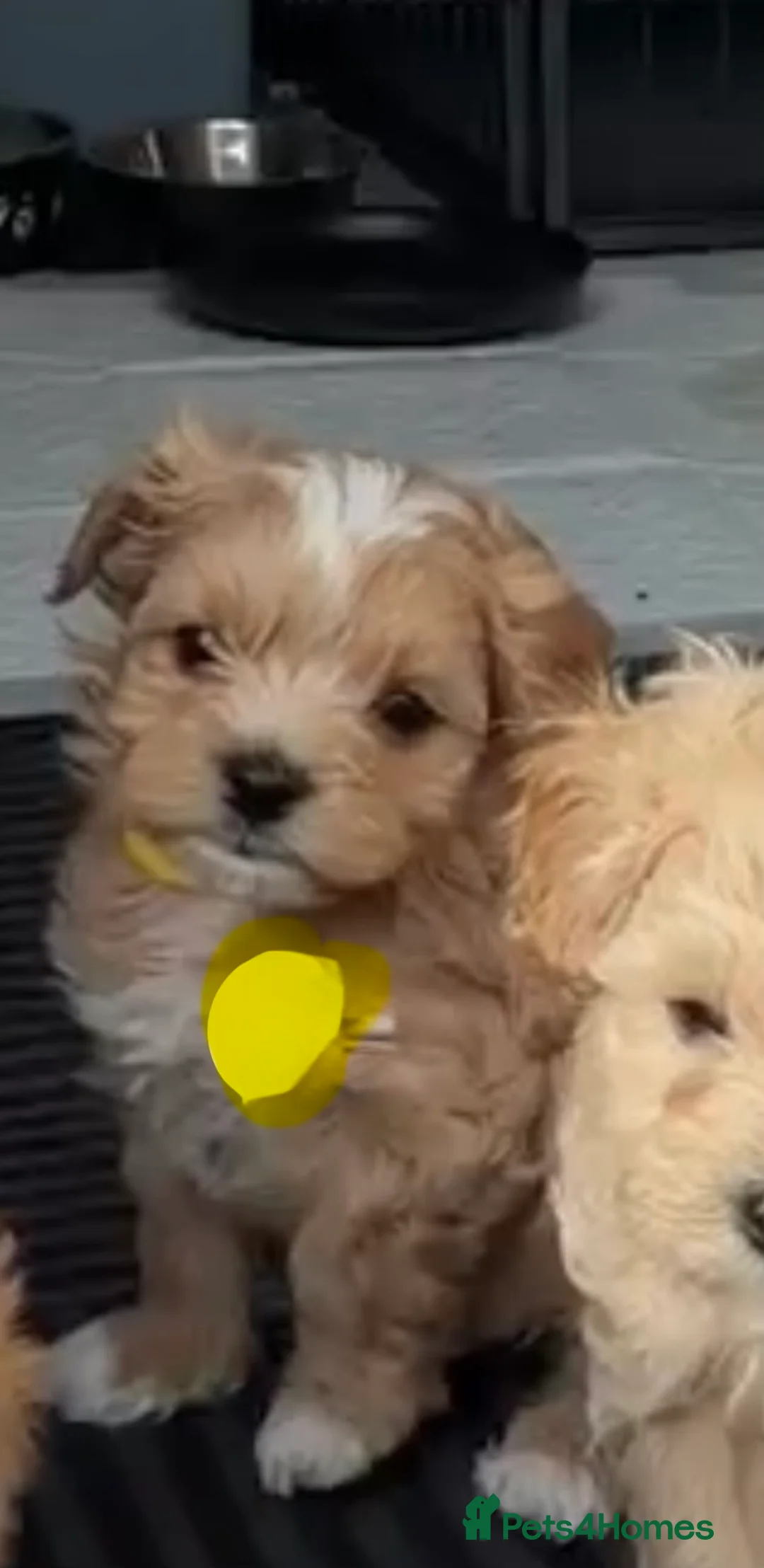 Maltipoo dogs for sale: F1 TOY maltipoos,parents dna health clear🏆blood - Advert 1
